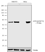 Phospho-ATF2 (Tyr69, Thr71) Antibody