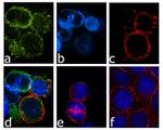 CXCR1 Antibody in Immunocytochemistry (ICC/IF)