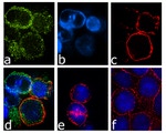 CXCR1 Antibody