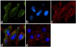 PRDX6 Antibody in Immunocytochemistry (ICC/IF)