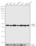 PRDX6 Antibody in Western Blot (WB)