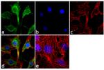 AKT Pan Antibody in Immunocytochemistry (ICC/IF)