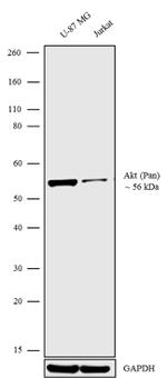 AKT Pan Antibody in Western Blot (WB)