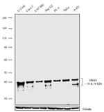 MEK3 Antibody in Western Blot (WB)