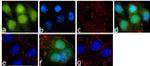 Phospho-GSK3 alpha/beta (Tyr279, Tyr216) Antibody in Immunocytochemistry (ICC/IF)