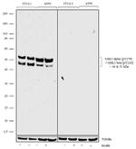 Phospho-GSK3 alpha/beta (Tyr279, Tyr216) Antibody in Western Blot (WB)