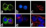 CCR3 Antibody in Immunocytochemistry (ICC/IF)