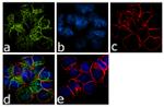 CCR5 Antibody in Immunocytochemistry (ICC/IF)