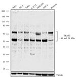 TRAF2 Antibody in Western Blot (WB)