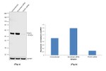 TRAF2 Antibody in Western Blot (WB)