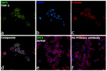 IRF5 Antibody