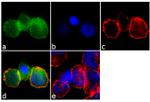 IRF5 Antibody in Immunocytochemistry (ICC/IF)