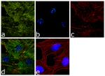 Laminin-221 Antibody in Immunocytochemistry (ICC/IF)