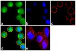 DR3 Antibody in Immunocytochemistry (ICC/IF)