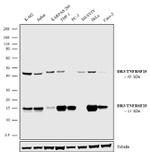 DR3 Antibody in Western Blot (WB)