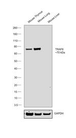 TRAF6 Antibody in Western Blot (WB)