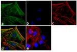 Laminin-213 Antibody in Immunocytochemistry (ICC/IF)