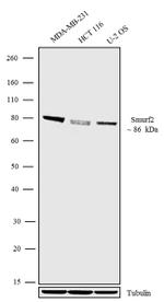 SMURF2 Antibody in Western Blot (WB)