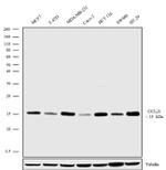 CCL21 Antibody in Western Blot (WB)