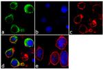 IRF9 Antibody in Immunocytochemistry (ICC/IF)