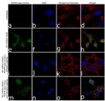 Phospho-PDGFRB (Tyr1021) Antibody in Immunocytochemistry (ICC/IF)