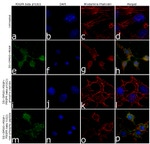 Phospho-PDGFRB (Tyr1021) Antibody