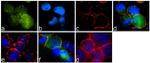 Phospho-c-Abl (Tyr393) Antibody in Immunocytochemistry (ICC/IF)