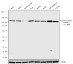 Phospho-c-Abl (Tyr393) Antibody in Western Blot (WB)