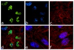 PARP1 Antibody