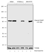 PARP1 Antibody