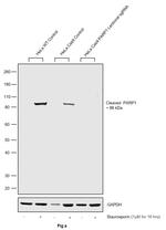 PARP1 Antibody in Western Blot (WB)