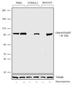 PARP1 Antibody in Western Blot (WB)