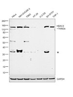 HDAC4 Antibody in Western Blot (WB)