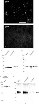 Connexin 36 Antibody in Western Blot (WB)