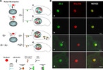 ZO-2 Antibody in Immunocytochemistry (ICC/IF)