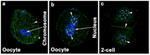 ZO-2 Antibody in Immunohistochemistry (IHC)