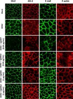 ZO-2 Antibody in Immunocytochemistry (ICC/IF)