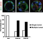 ZO-2 Antibody in Immunocytochemistry (ICC/IF)