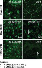 ZO-2 Antibody in Immunocytochemistry (ICC/IF)