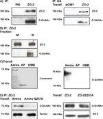 ZO-2 Antibody in Western Blot, Immunoprecipitation (WB, IP)