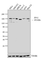 ZO-2 Antibody in Western Blot (WB)