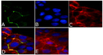 ZO-2 Antibody in Immunocytochemistry (ICC/IF)