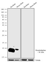 Phospho-Phospholamban (Ser16, Thr17) Antibody in Western Blot (WB)