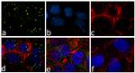 FXR1 Antibody in Immunocytochemistry (ICC/IF)