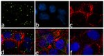 FXR1 Antibody