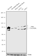 FXR1 Antibody in Western Blot (WB)