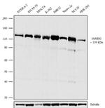 JARID2 Antibody in Western Blot (WB)