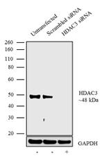 HDAC3 Antibody in Western Blot (WB)