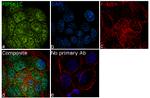 PIP5K1C Antibody in Immunocytochemistry (ICC/IF)