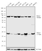 Histone H2A.Z Antibody in Western Blot (WB)